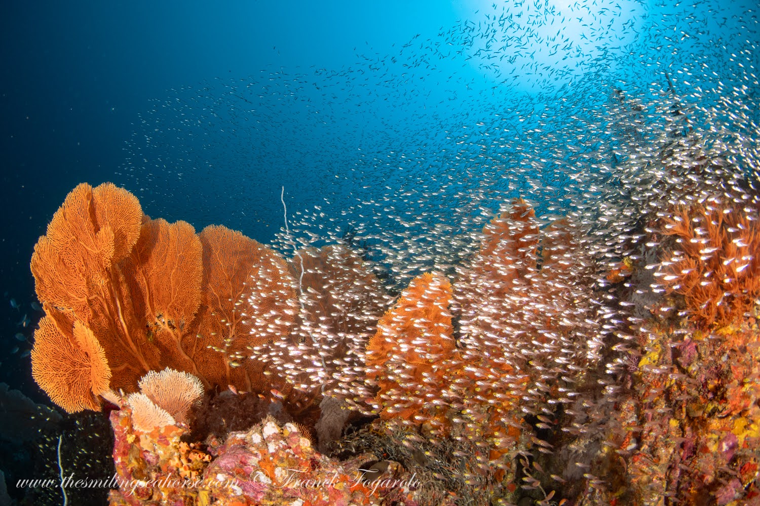 Glass Fish, Seafan Forest