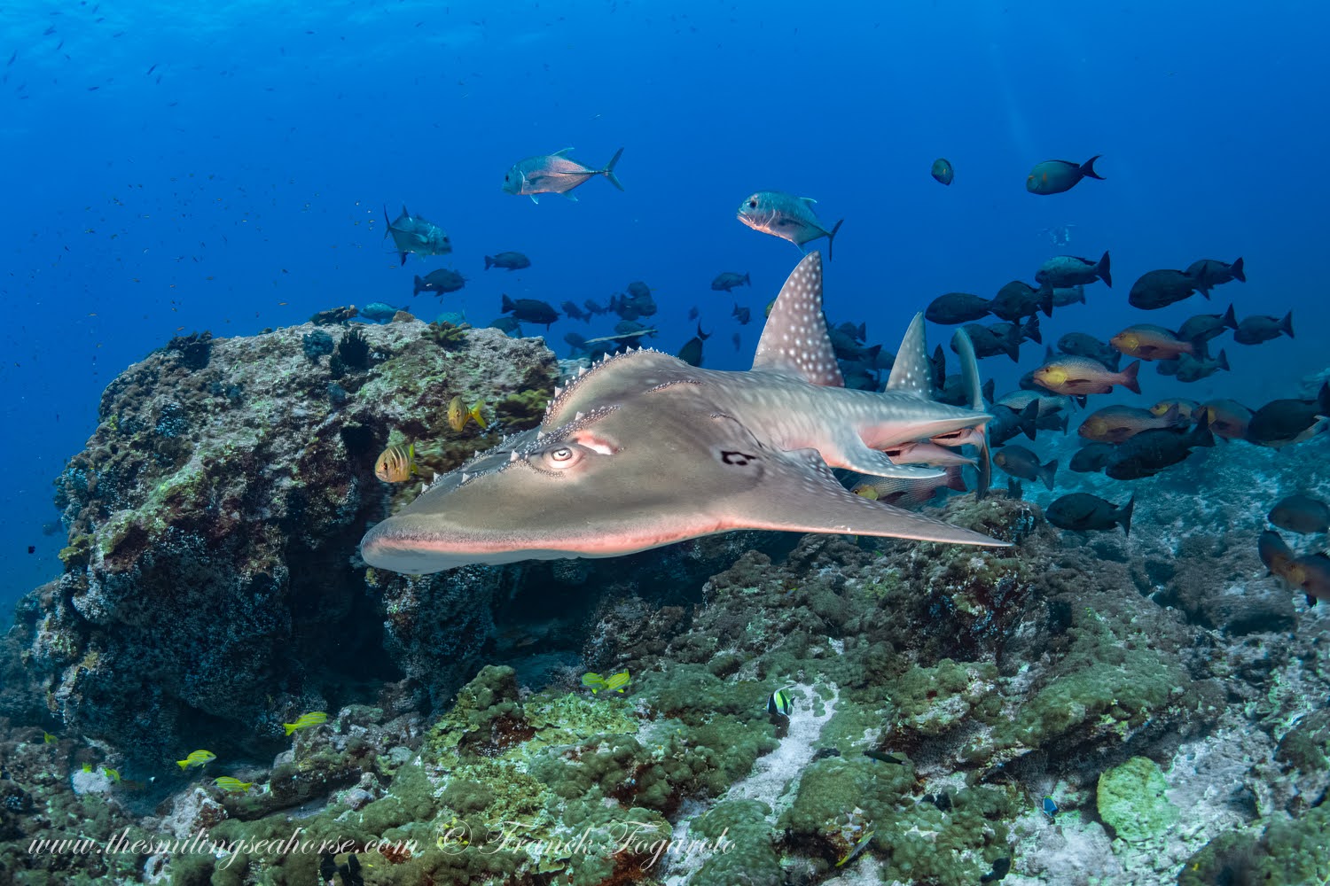 Bowmouth Guitarfish at the Burma Banks, Myanmar