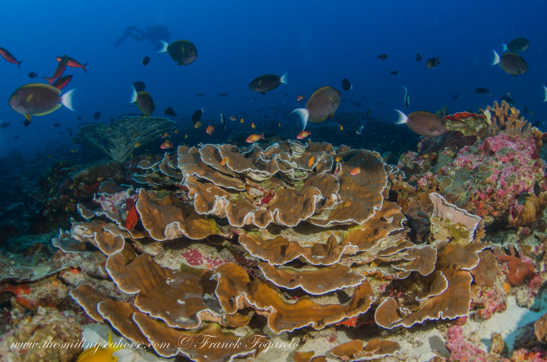 Hard coral Burma Banks