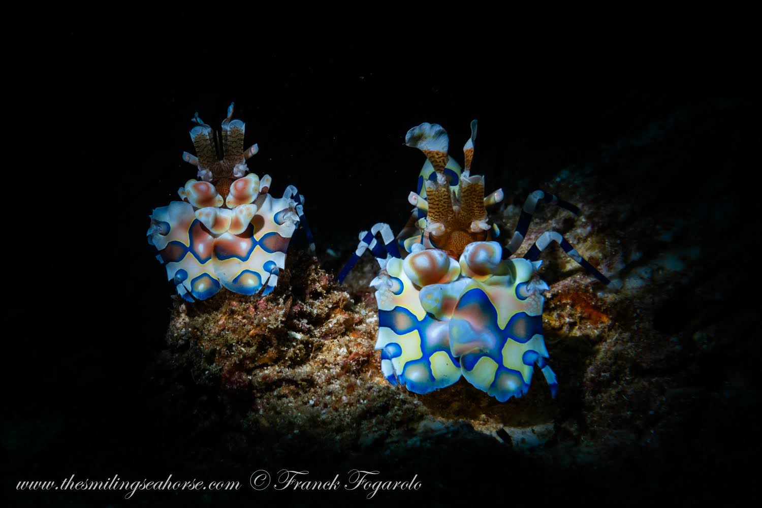 Harlequin Shrimp North Andaman
