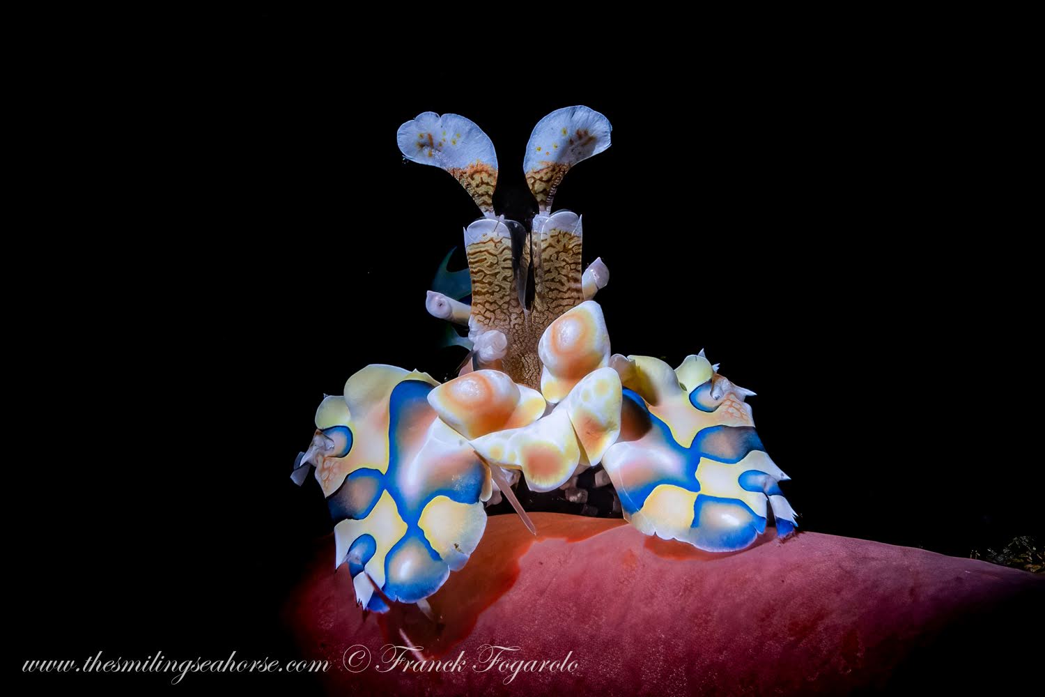 A Harlequin shrimp photographed against a black background. It is resting on a pinkish-red surface and features a white body with striking bright blue, yellow, and orange spots, and raised paddle-like appendages.