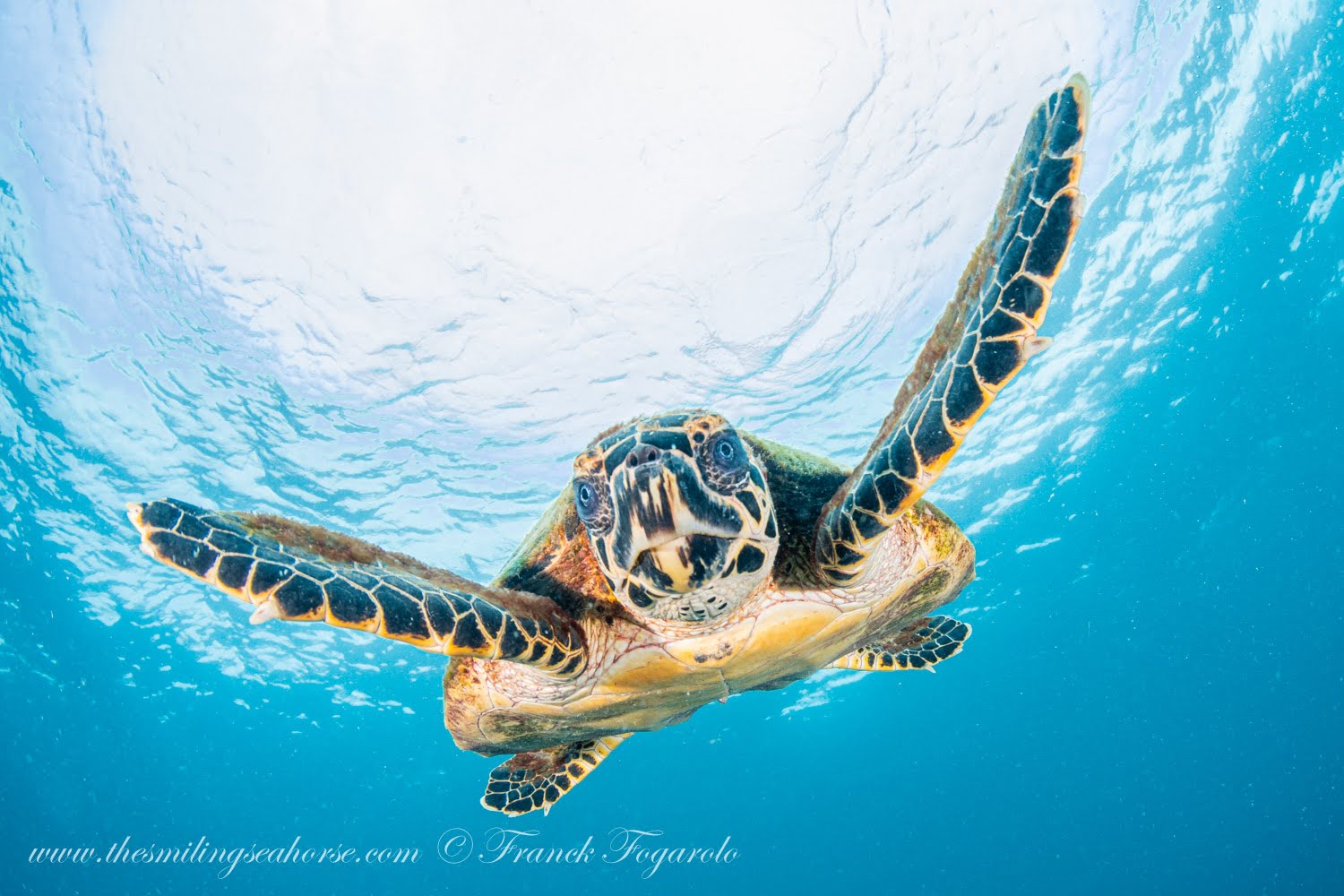 A hawksbill sea turtle swimming down from the surface towards a coral reef on a dive in the Andaman Sea.
