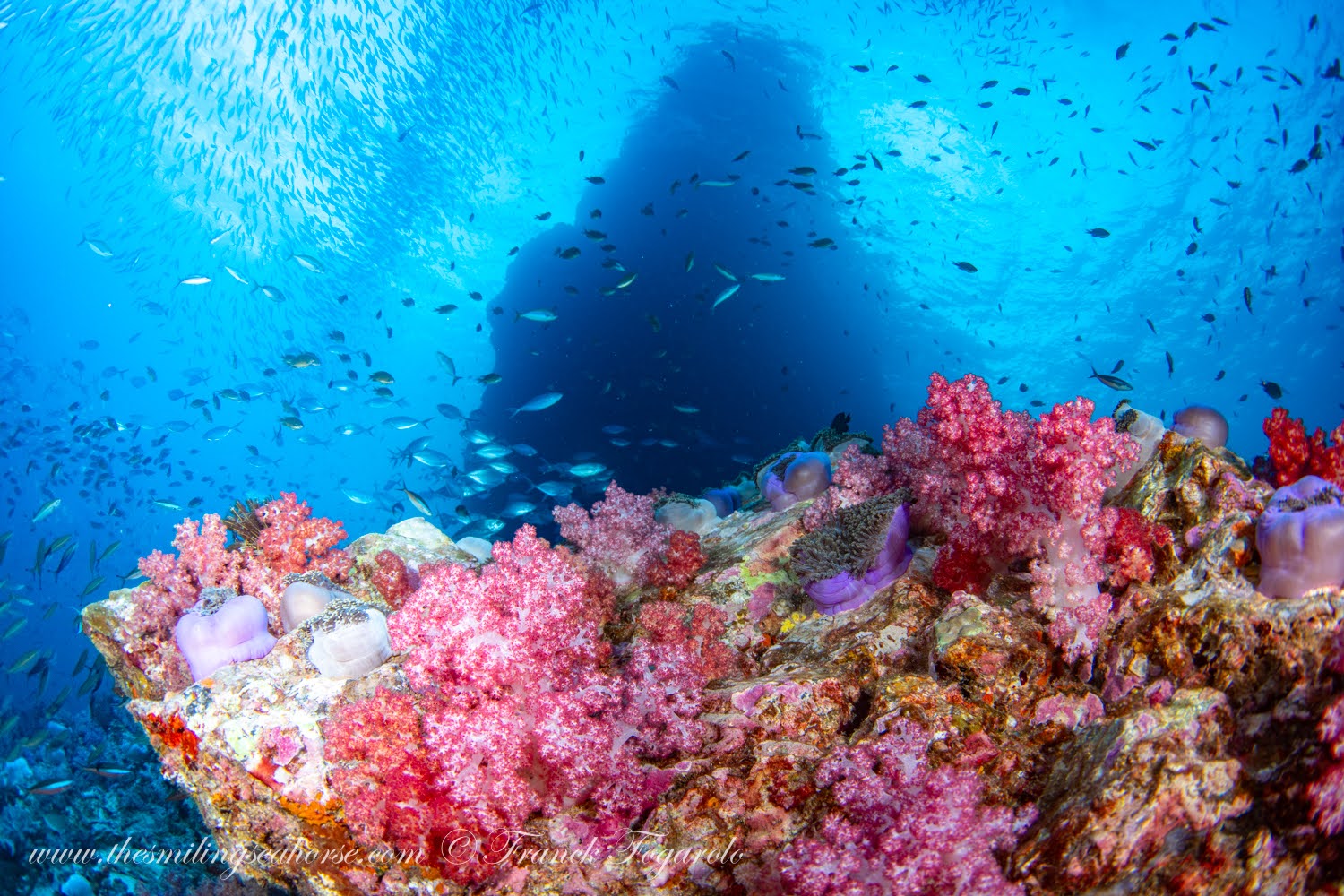 Healthy reef of the Mergui Archipelago Colorful and healthy reef of the Mergui Archipelago