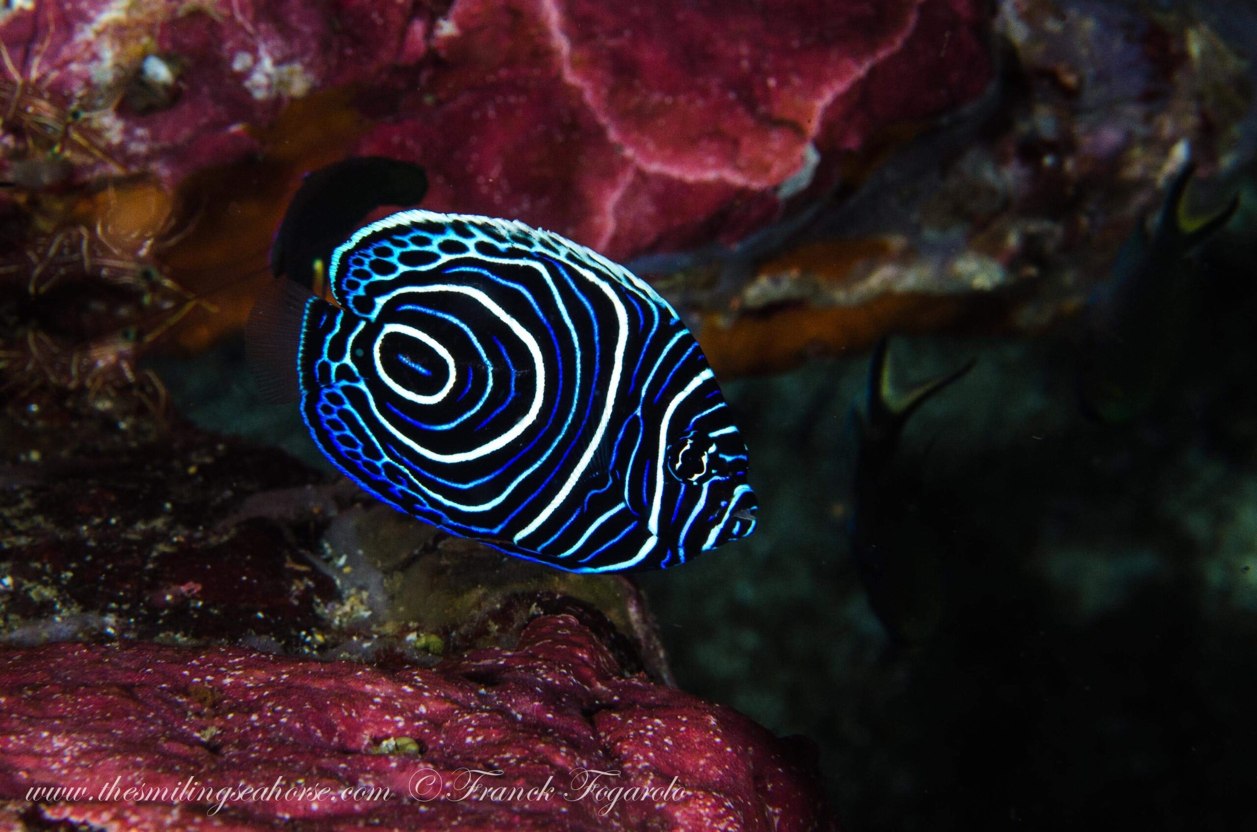 Juvenile Emperor Angelfish at Koh Haa