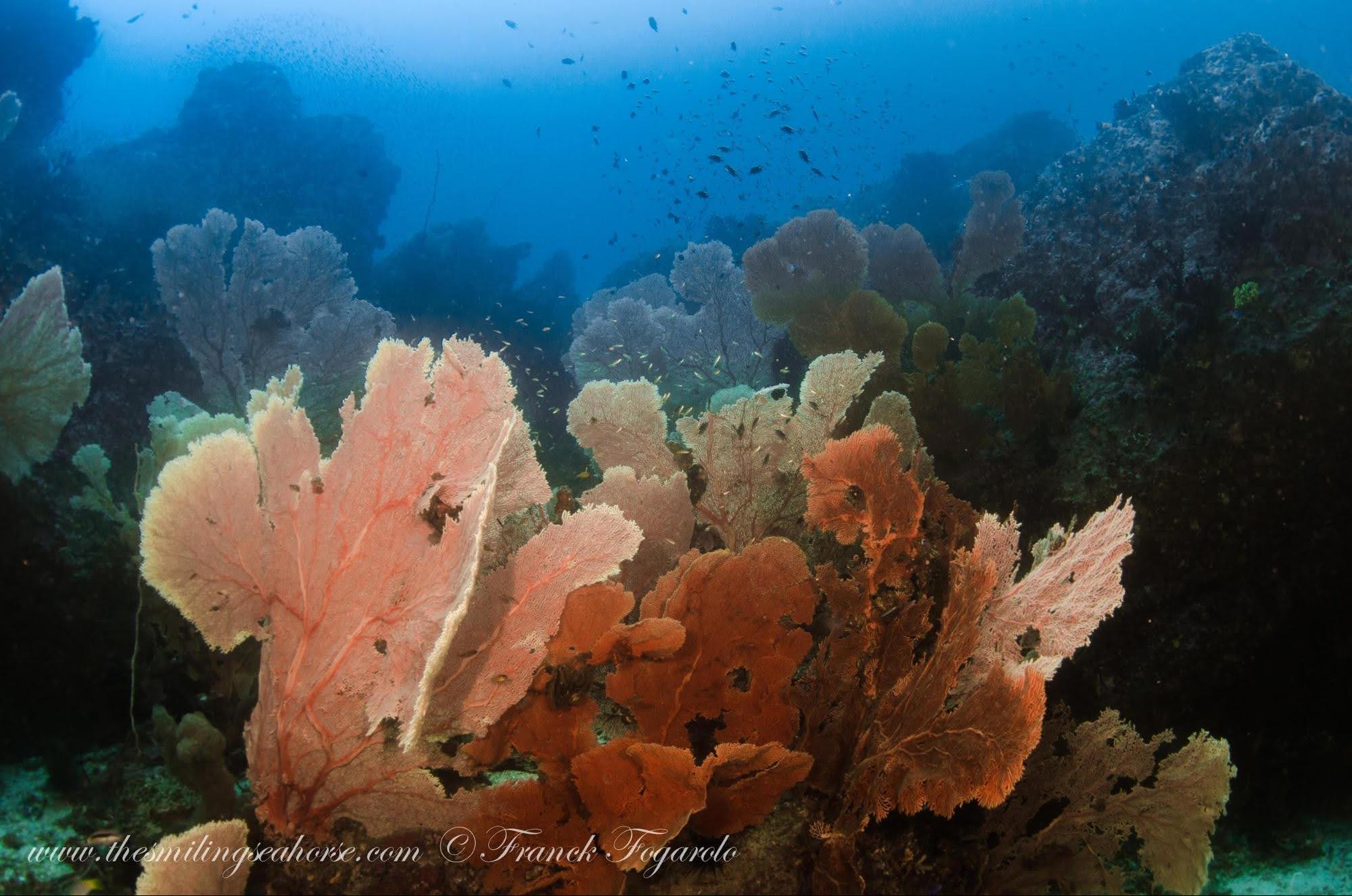 Giant Sea Fans at Seafan Forest in Myanmar