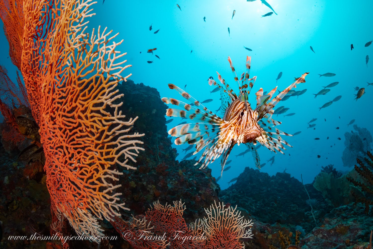 Lion fish Similan Islands