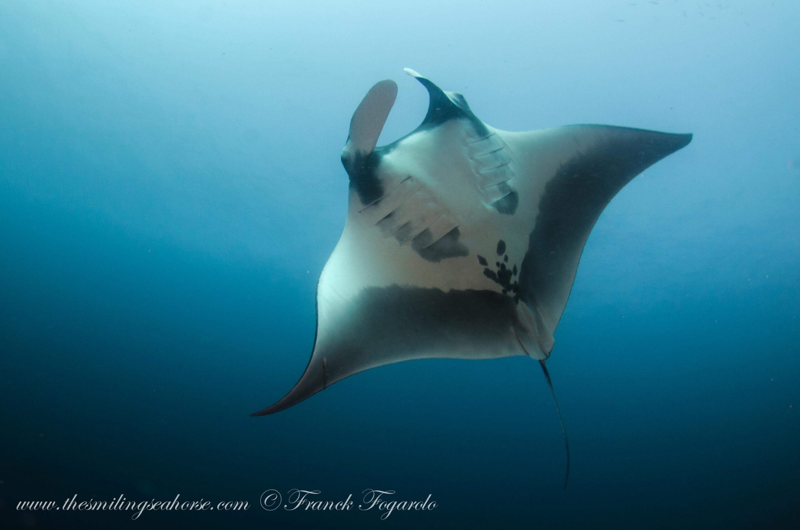 Manta Ray Koh Bon
