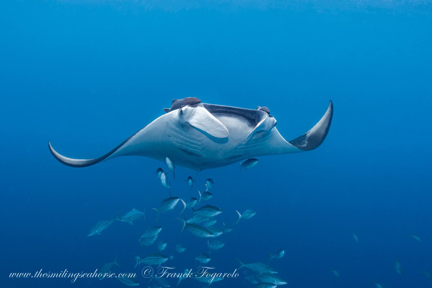 Manta Ray North Andaman Sea Thailand