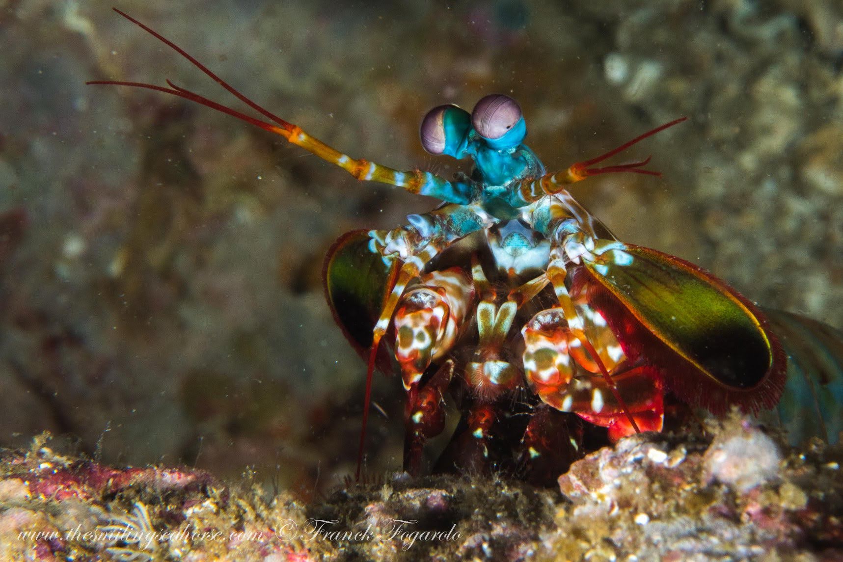 Mantis shrimp Similan Islands