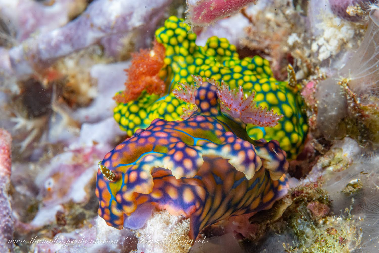 Miamira Nudibranch