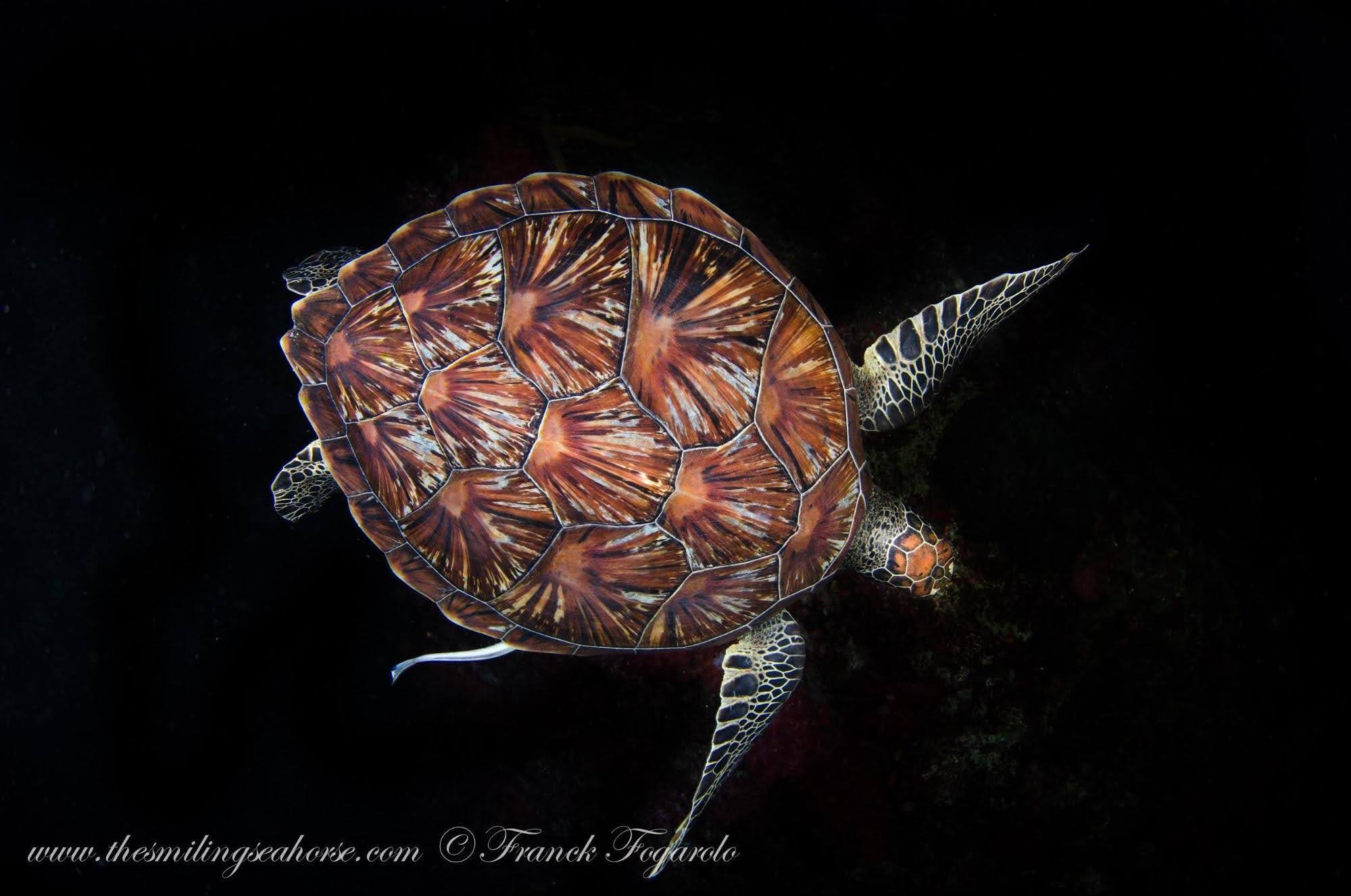 Myanmar - green turtle with a pretty carapace on blackbackground