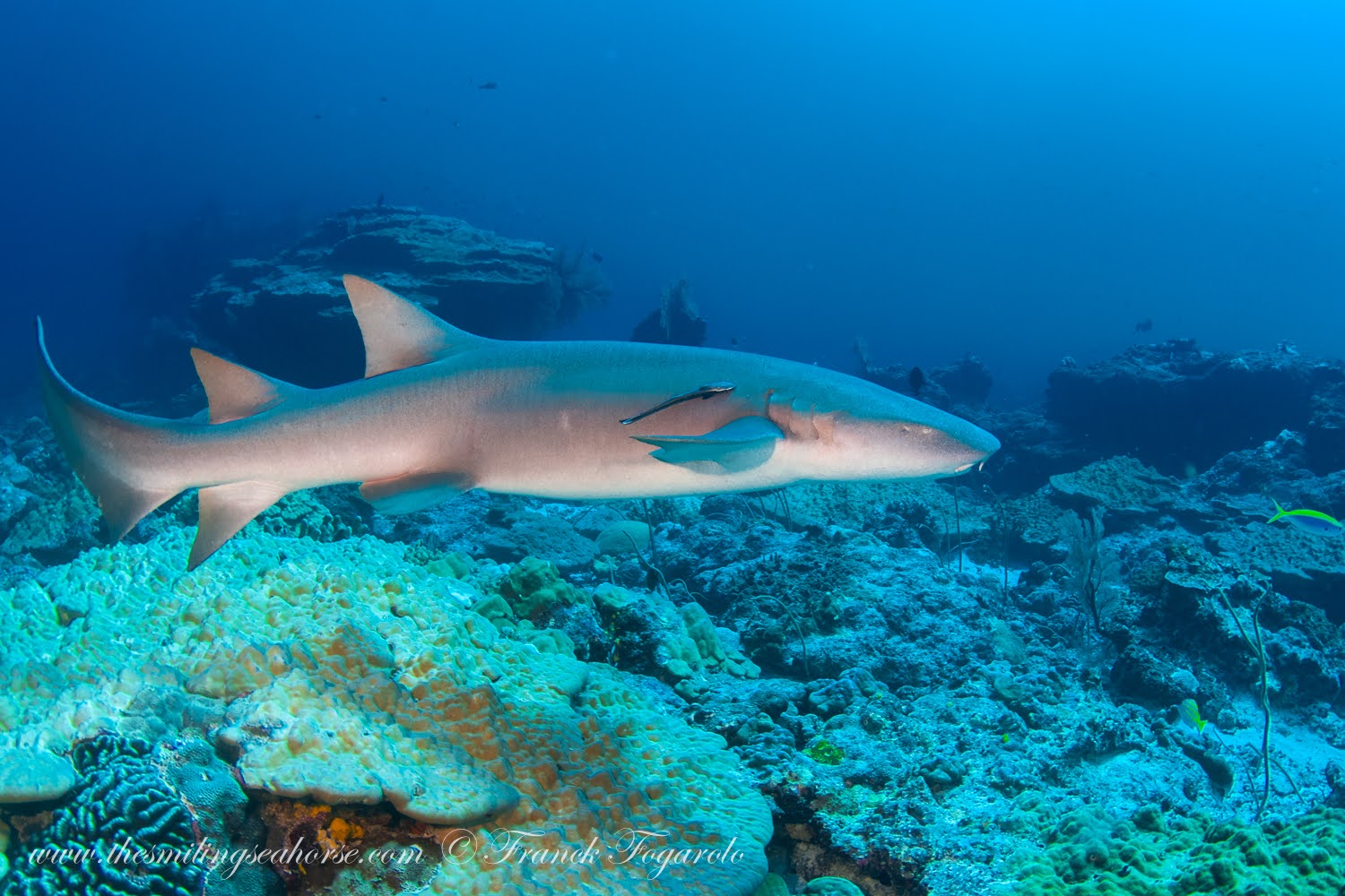 Nurse shark at the famous Burma Banks in Myanmar