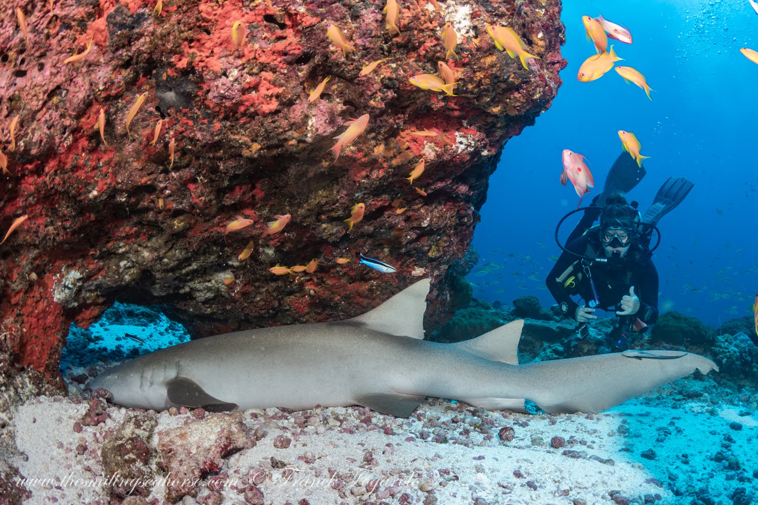 Nurse shark resting at the Burma Banks