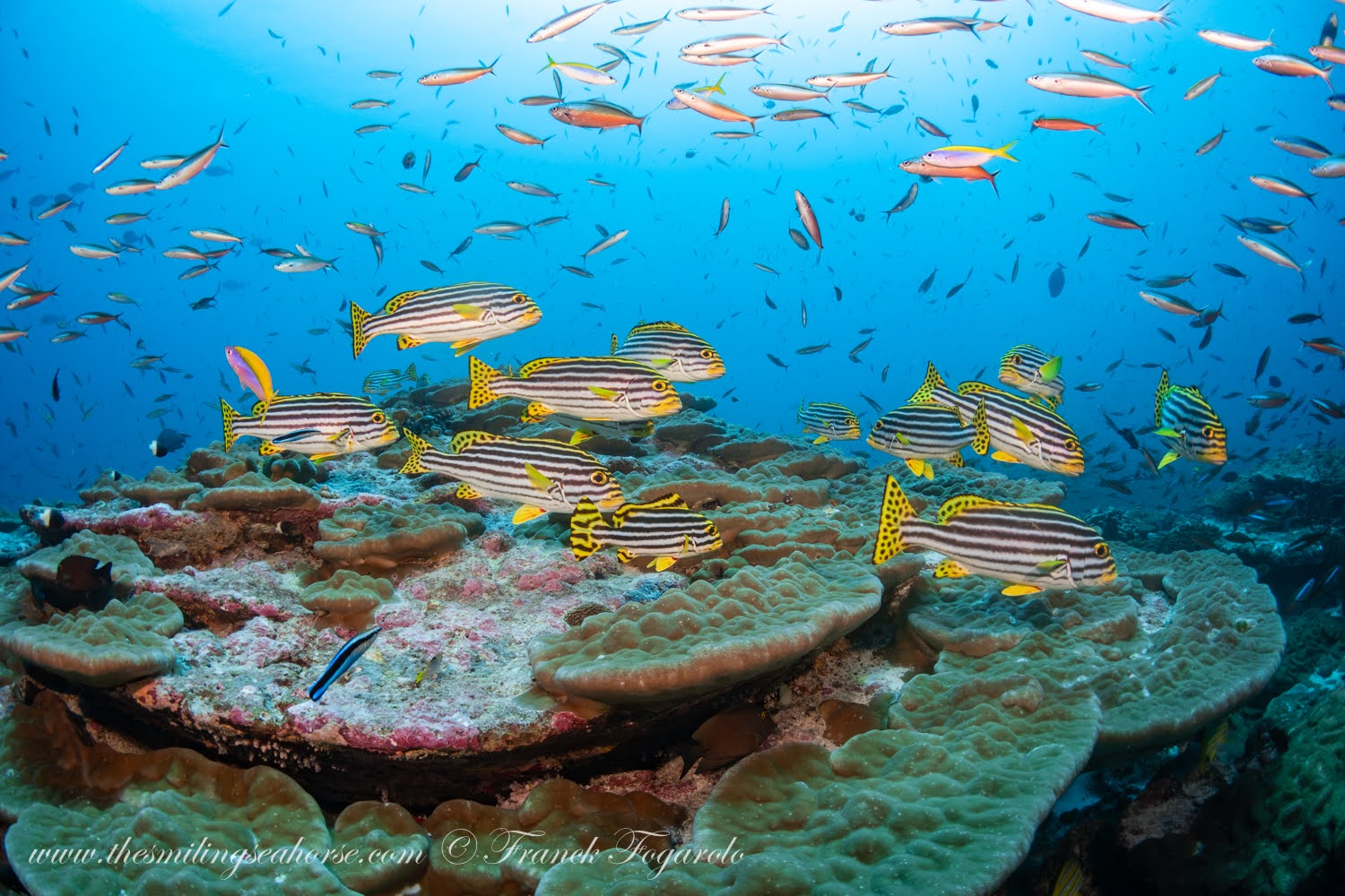 School of oriental sweetlips at the Burma Banks Myanmar