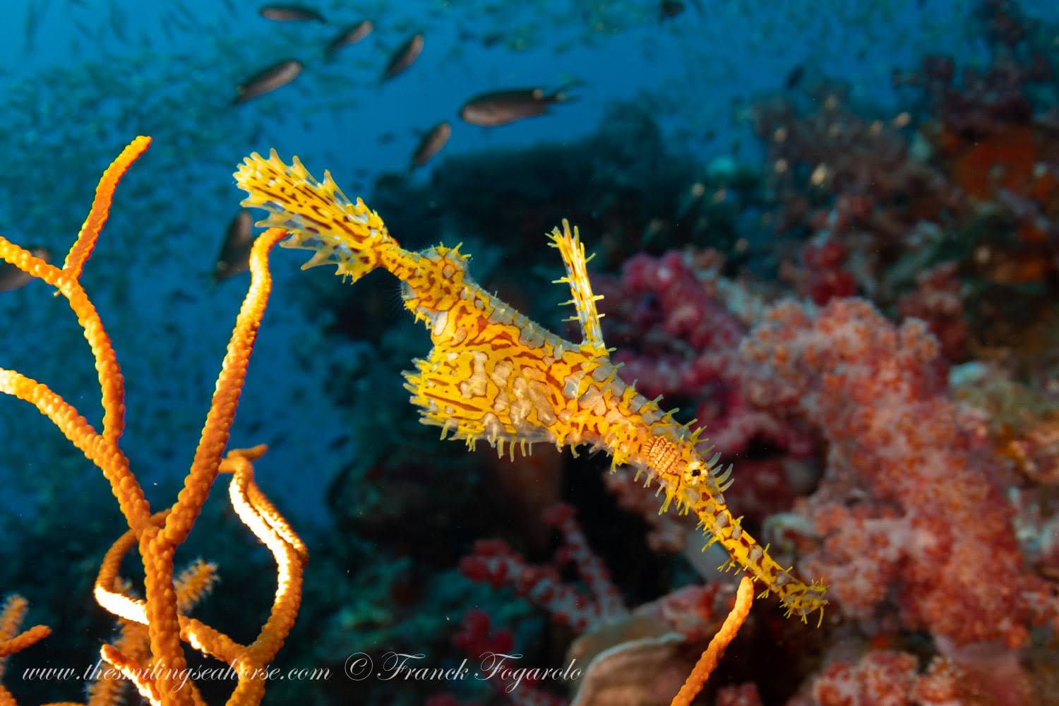 Colorful Ornate ghost pipe fish