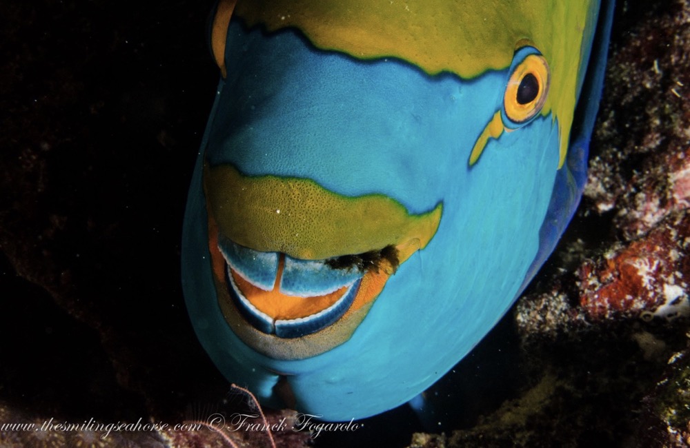 Parrotfish, Koh Haa, The Lagoon