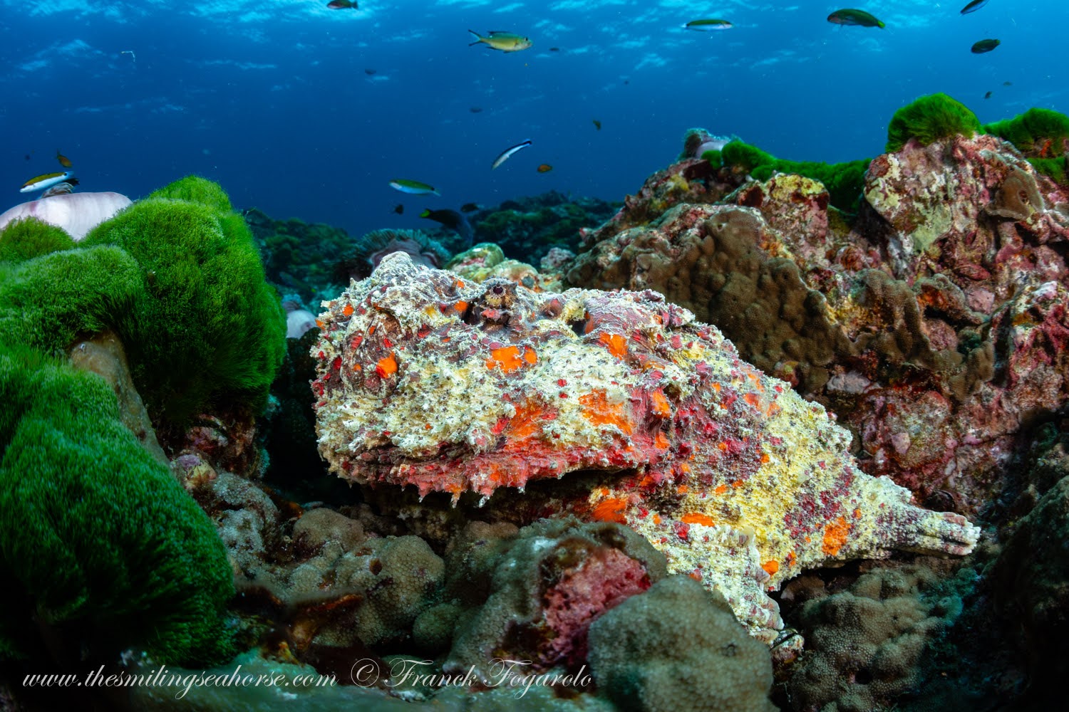 Stonefish at Sea Fan Forest