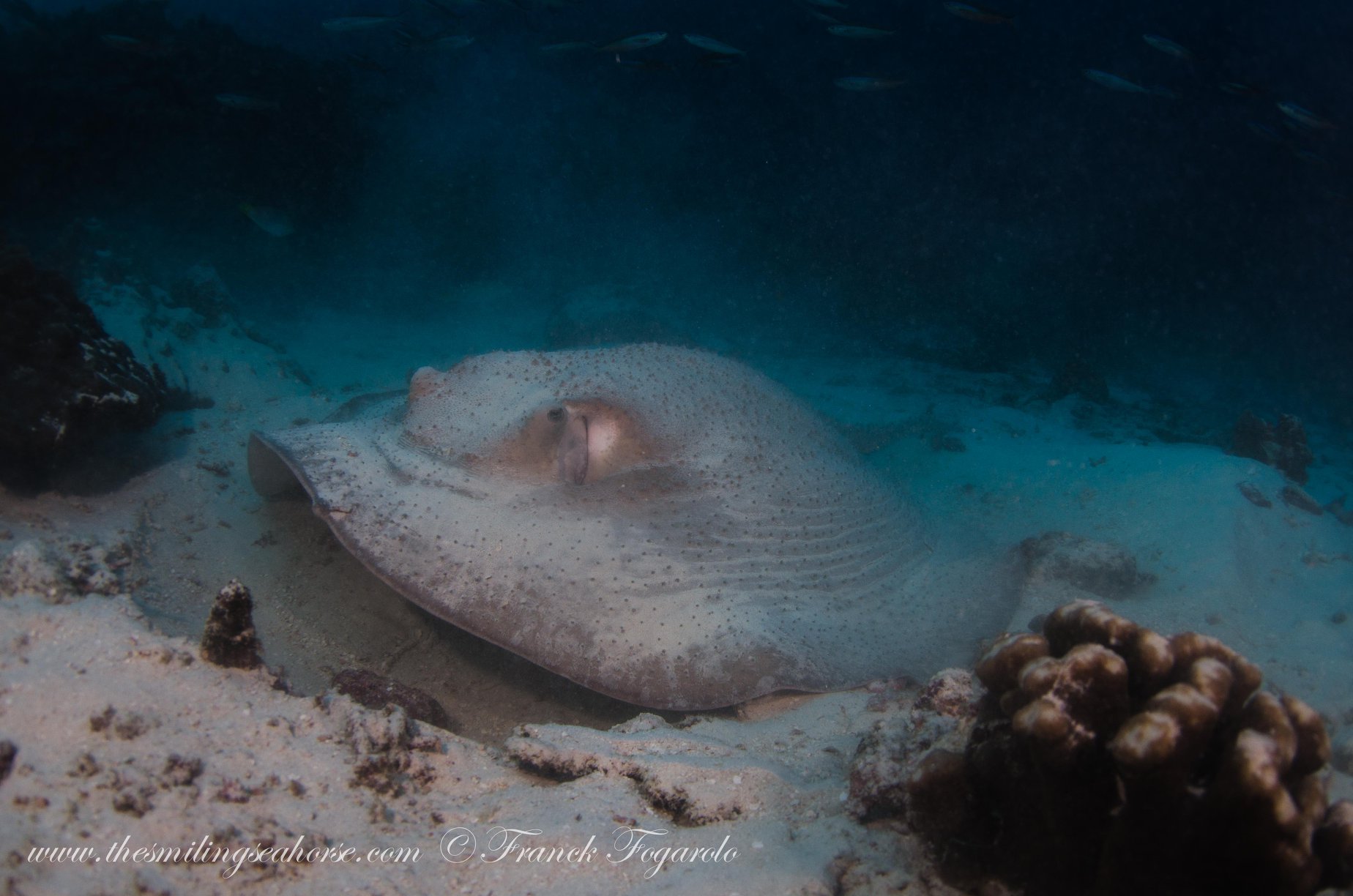 Porcupine Ray Burma Banks