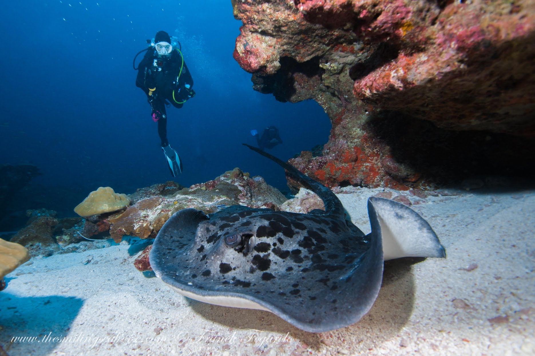 Marbled Ray from Myanmar’s Mergui Archipelago