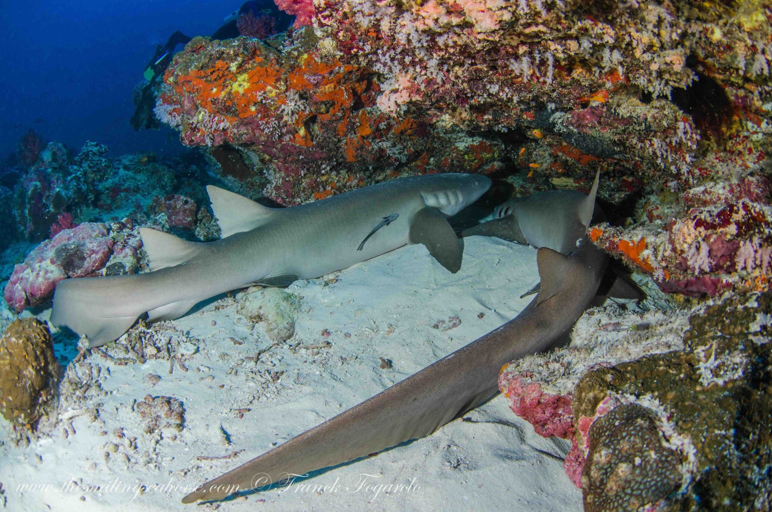 Nurse Shark in the Mergui Archipelago