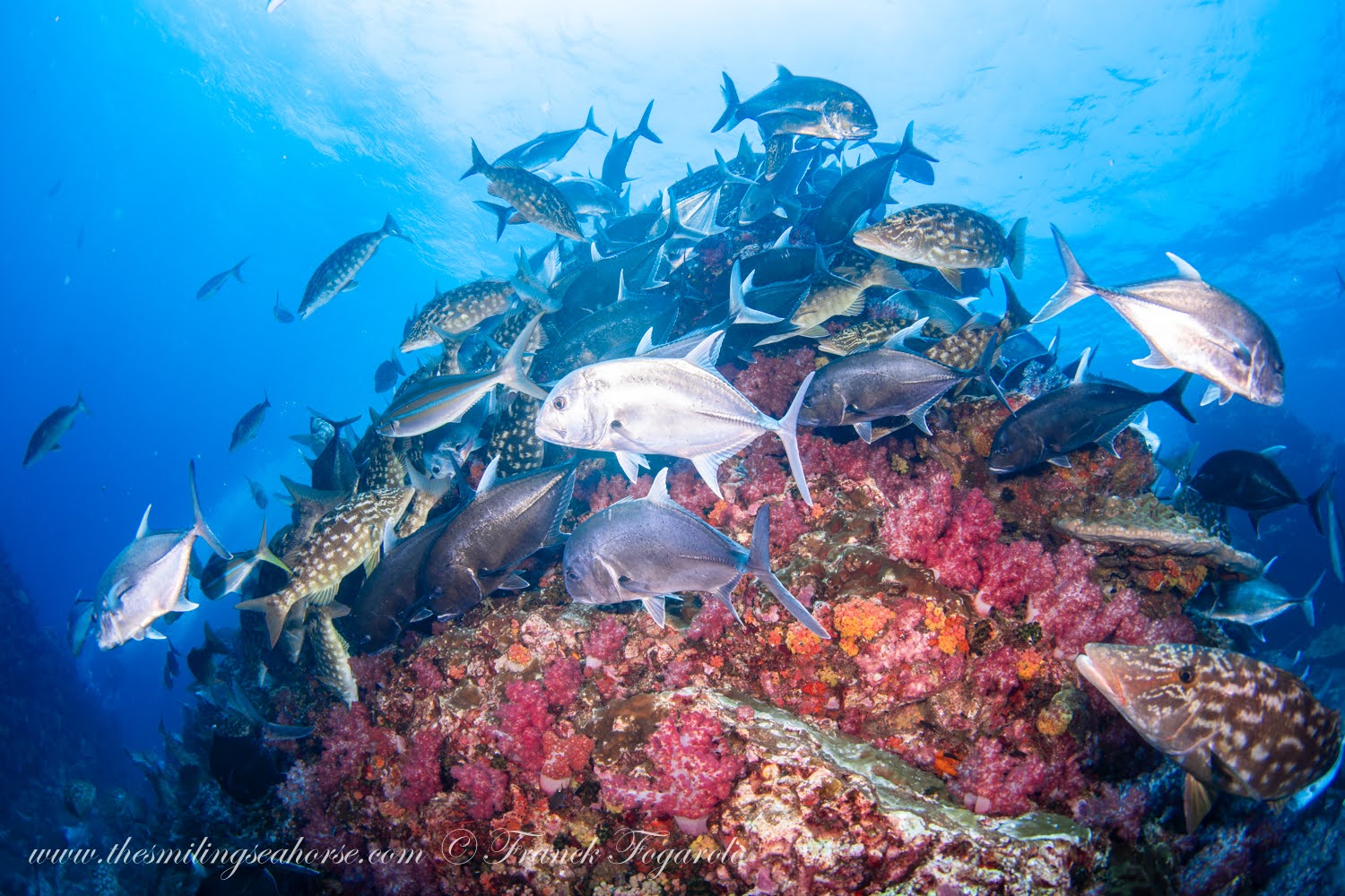 A stunning wide-angle scuba diving photo of the famous Richelieu Rock reef in Thailand, showcasing a pinnacle covered in vibrant pink soft corals and swarming with a massive school of pelagic and reef fish.