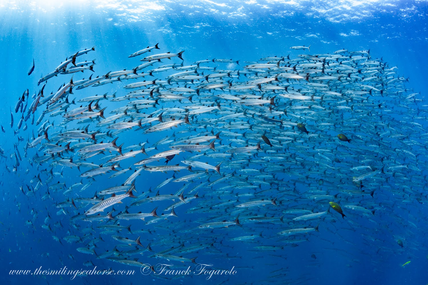 Schooling Fishes in Andaman sea koh tachai