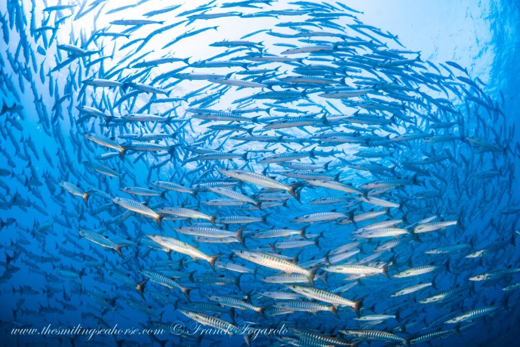 School of barracudas at the Burma Banks