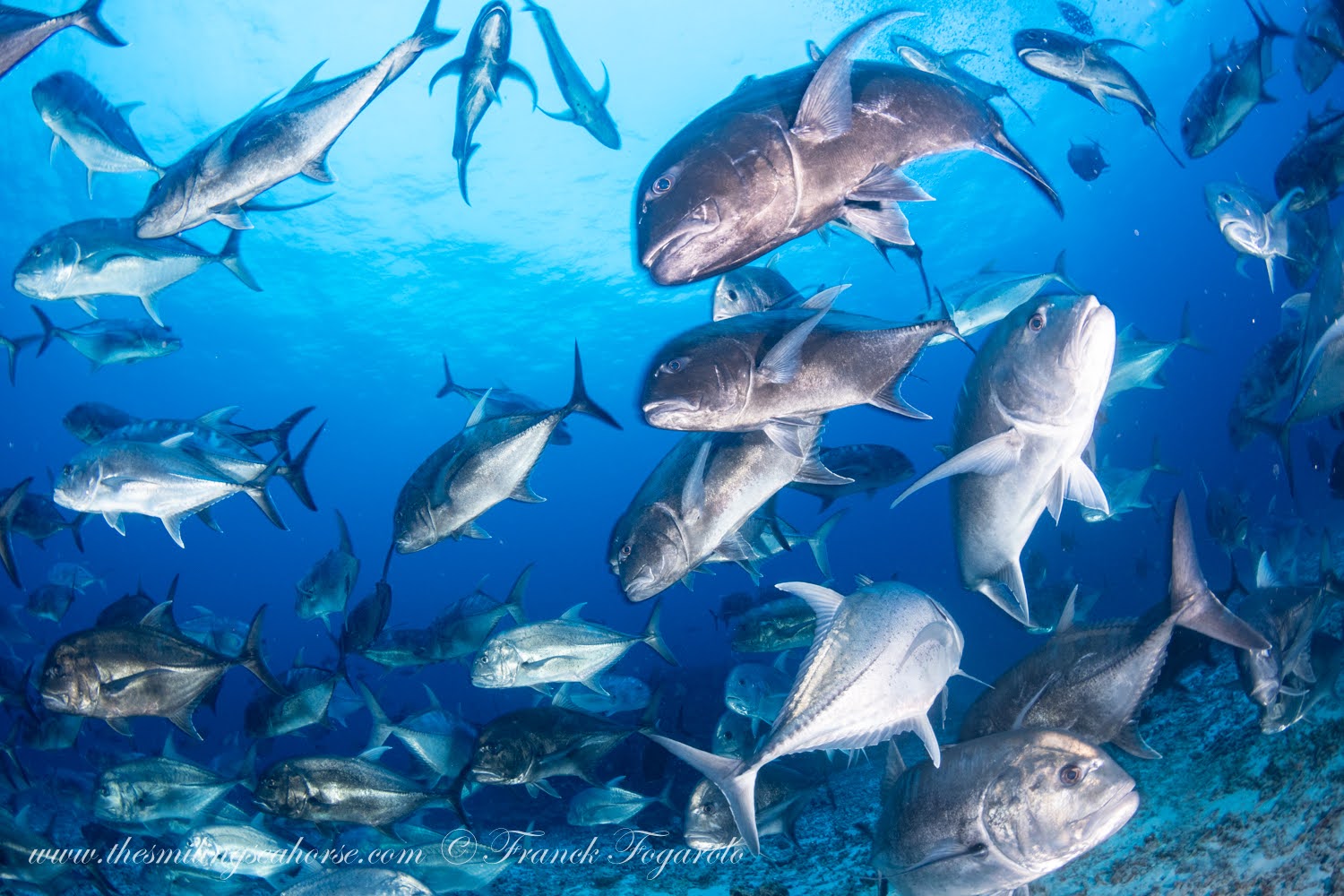 School of Jacks at the Burma Banks