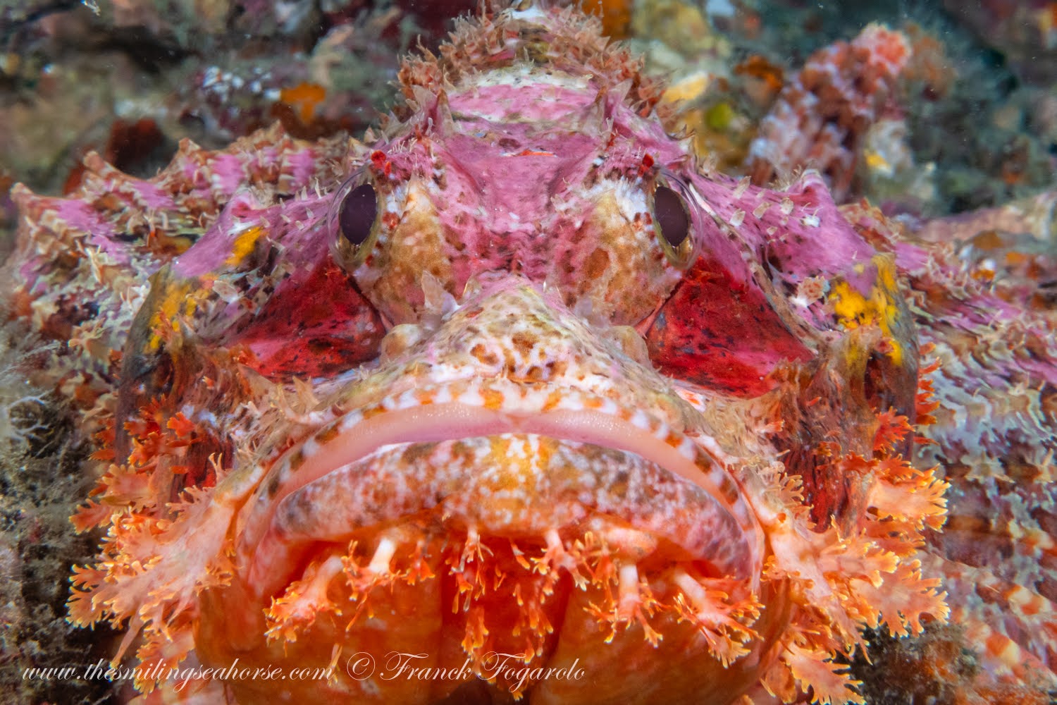 Scorpionfish Koh Tachai