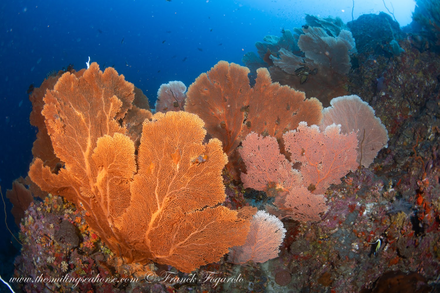 Coral species, sea stars and more