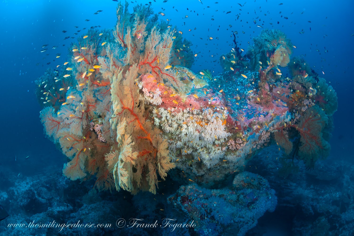 Seafans and soft corals at the Burma Banks