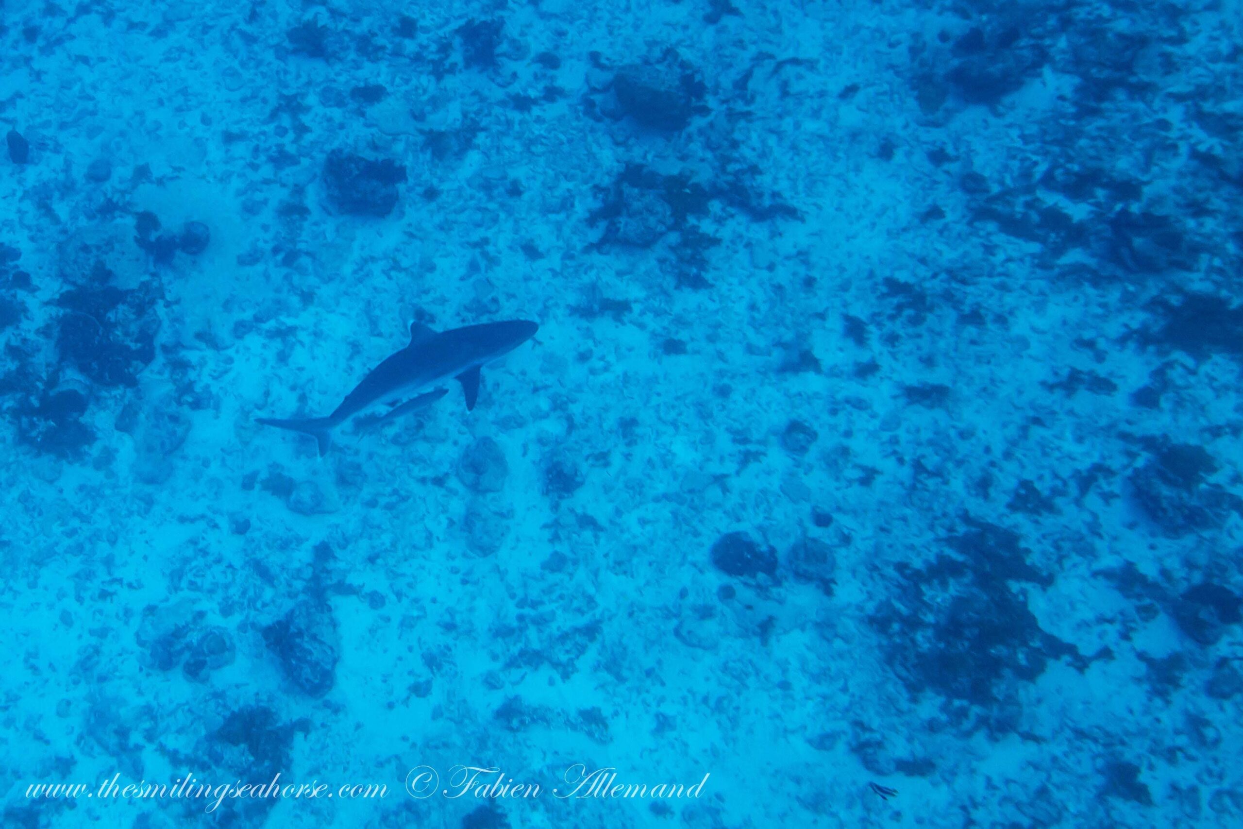 Silvertip Shark Burma Banks