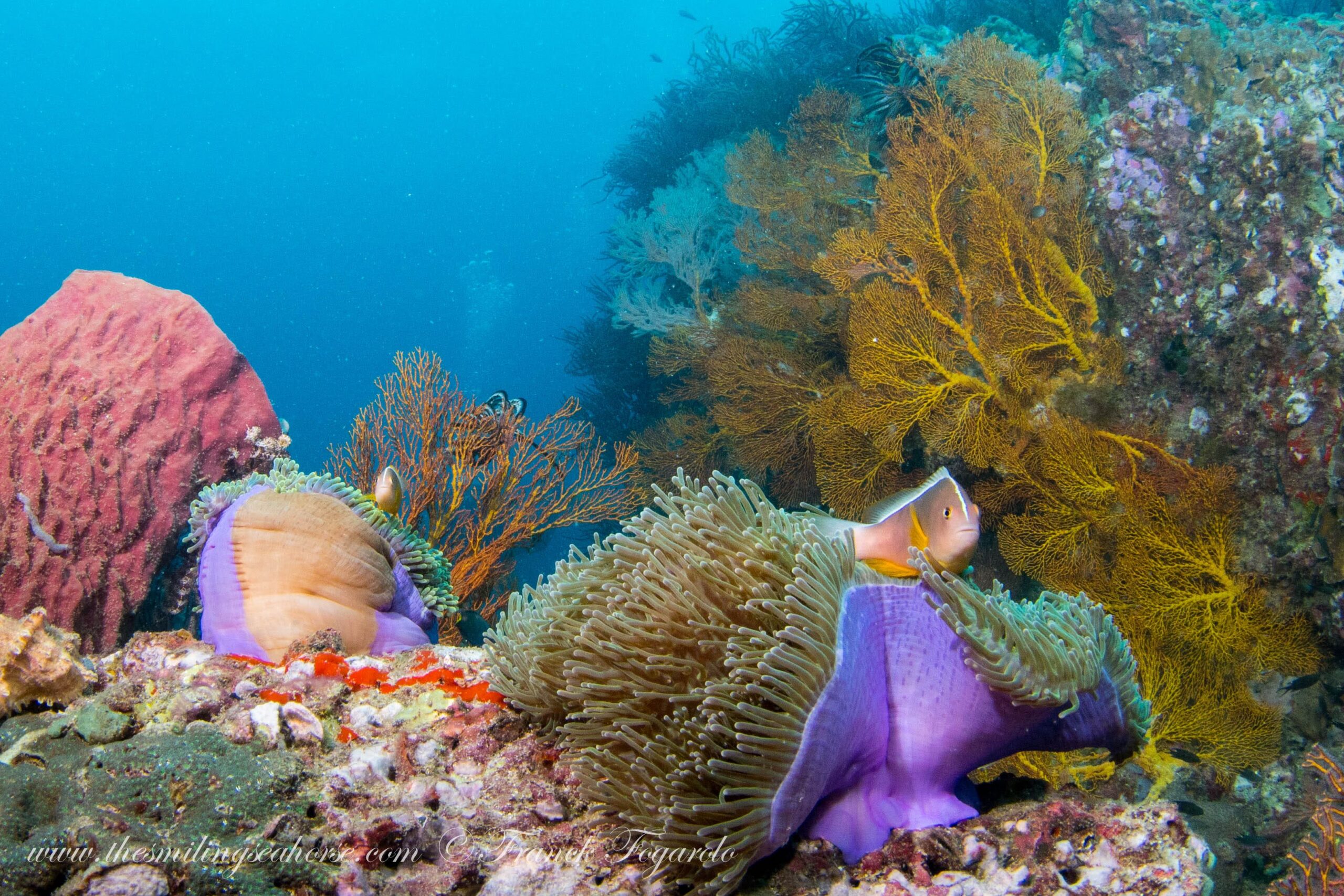 Beautiful coral garden of Stonehenge dive site Thailand