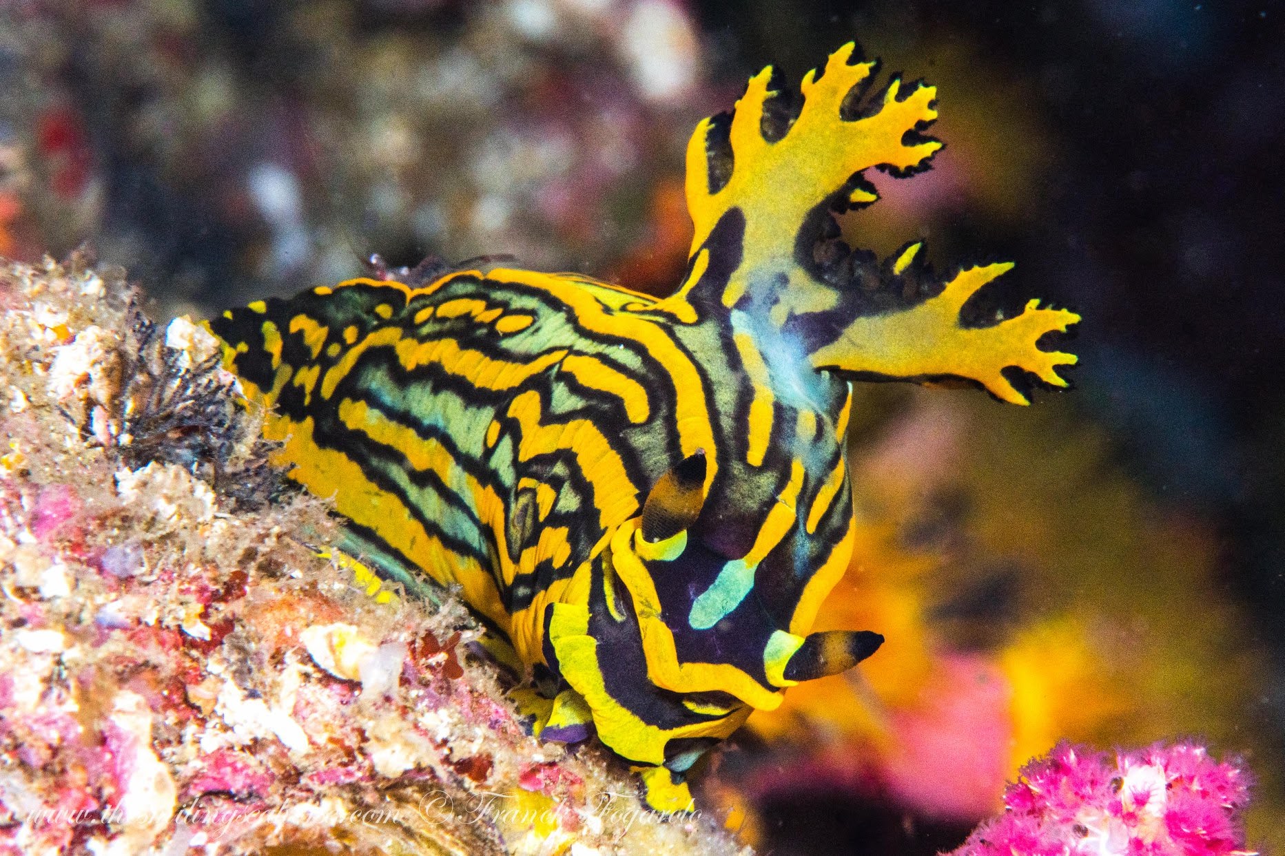 Tambja Affinis nudibranch Koh Haa