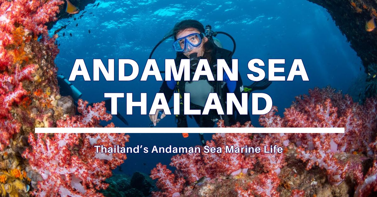 Thailand’s Andaman Sea Marine Life