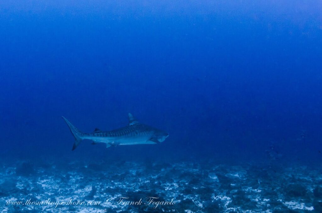 Tiger Shark at the Burma Banks, Myanmar