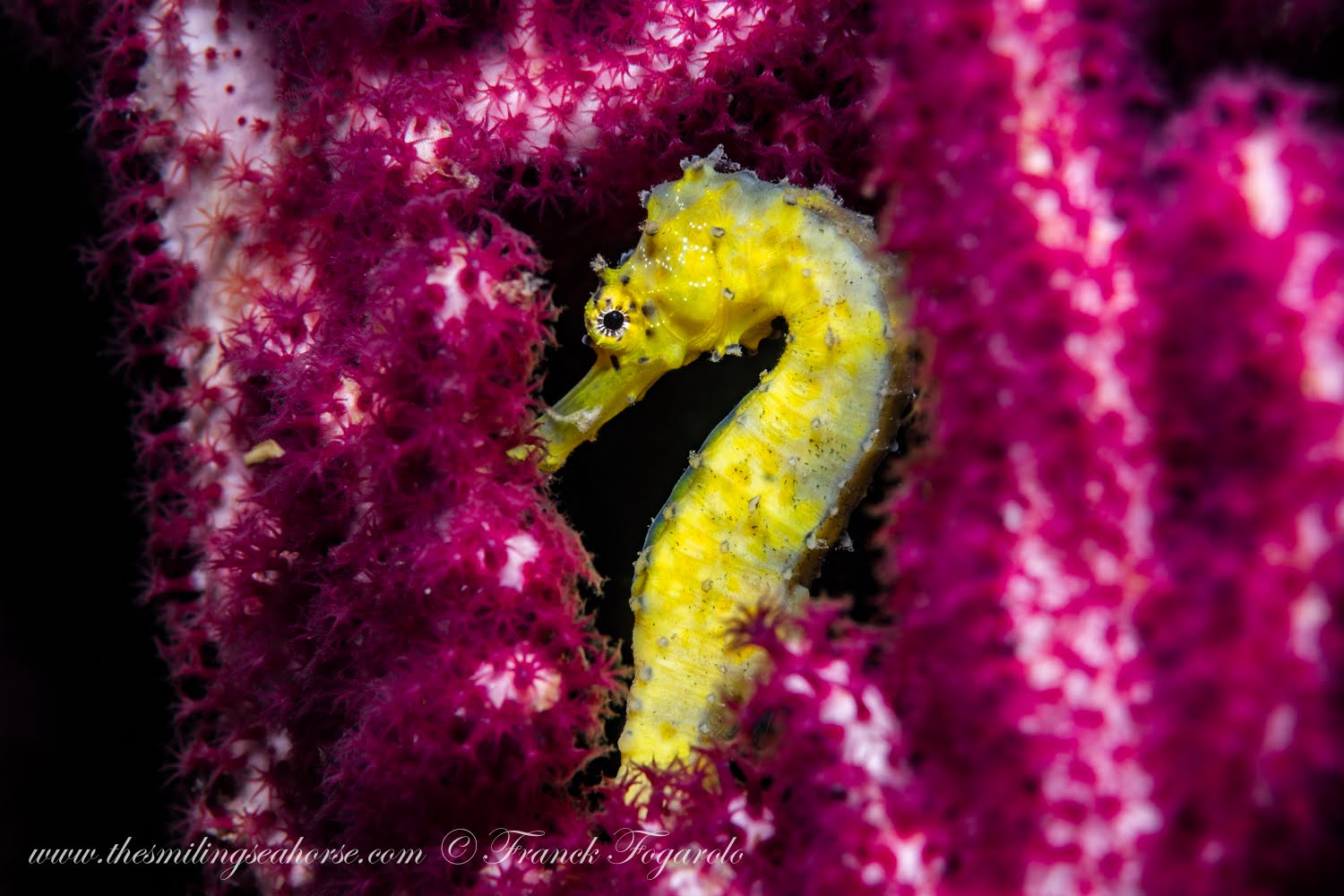 The tigertail seahorse is the most often countered in the andaman sea