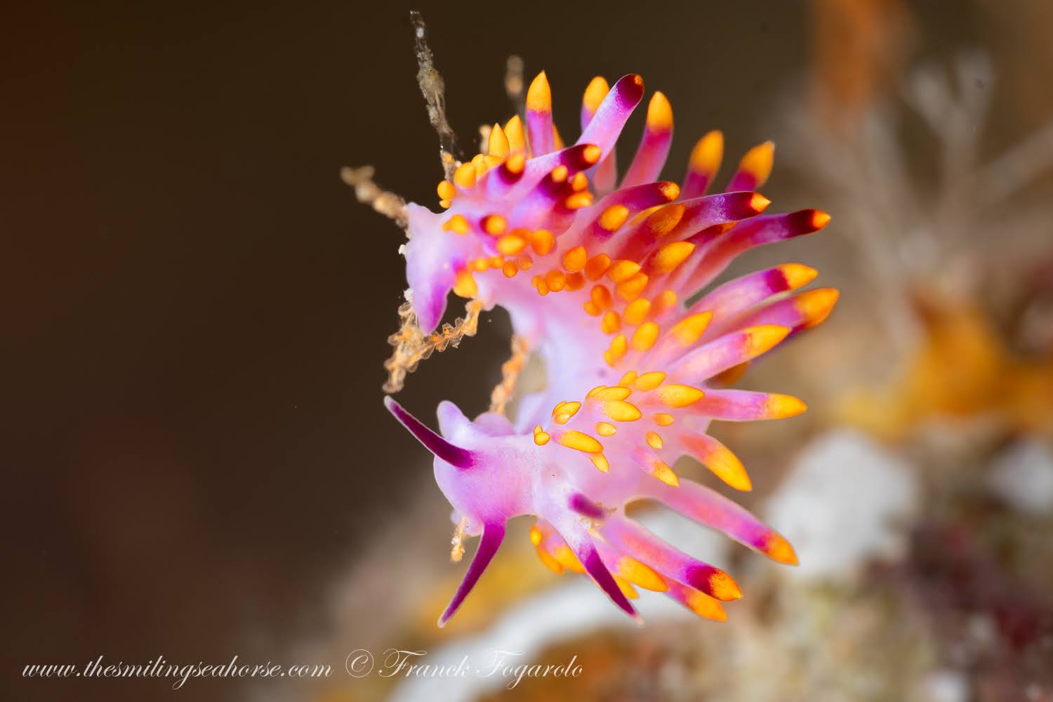 Tropical Gasflame nudibranch (Trinchesia sibogae)