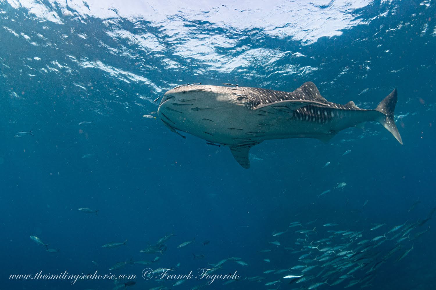Whale Shark Seafan Forest