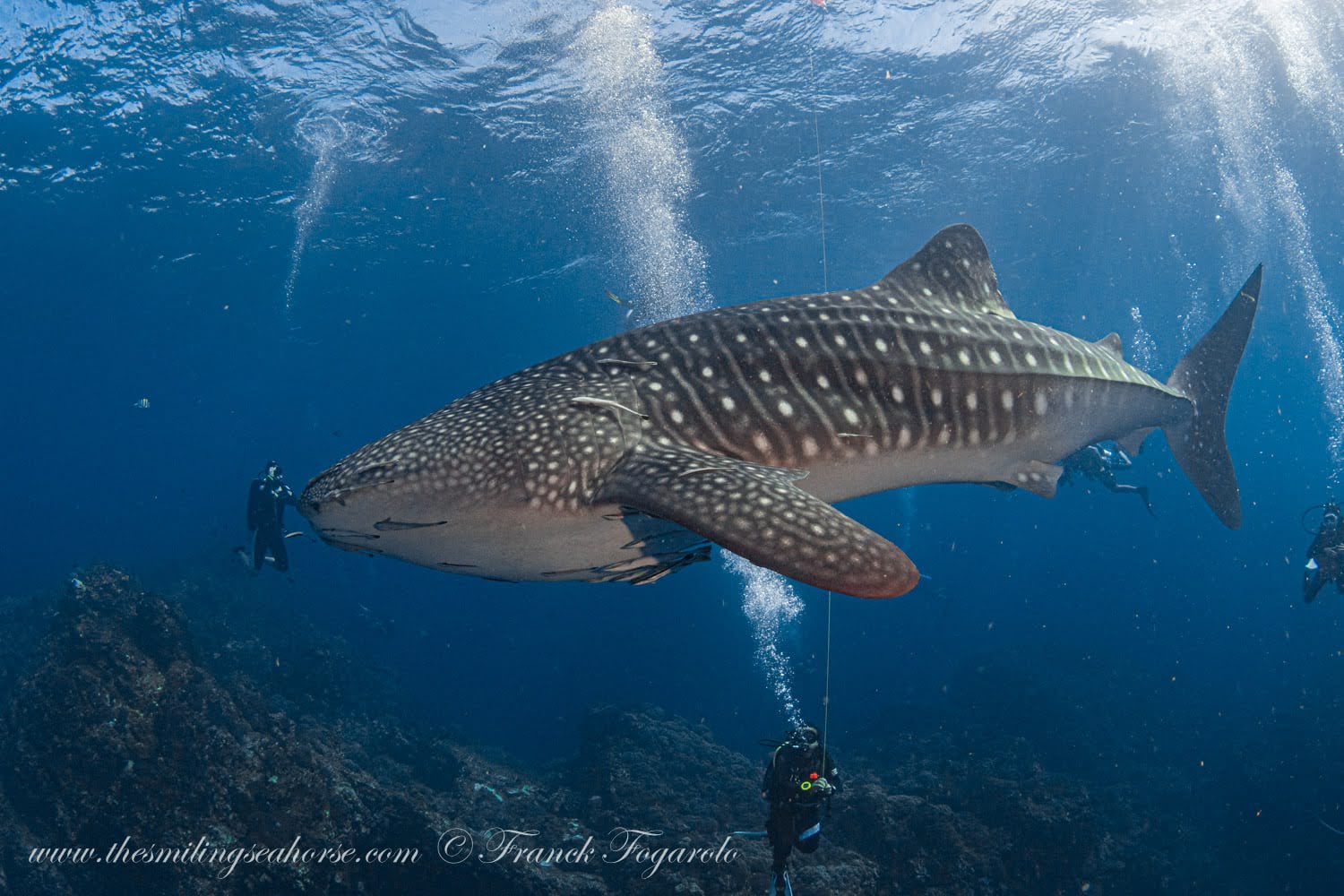 Whale Shark at Richelieu Rock