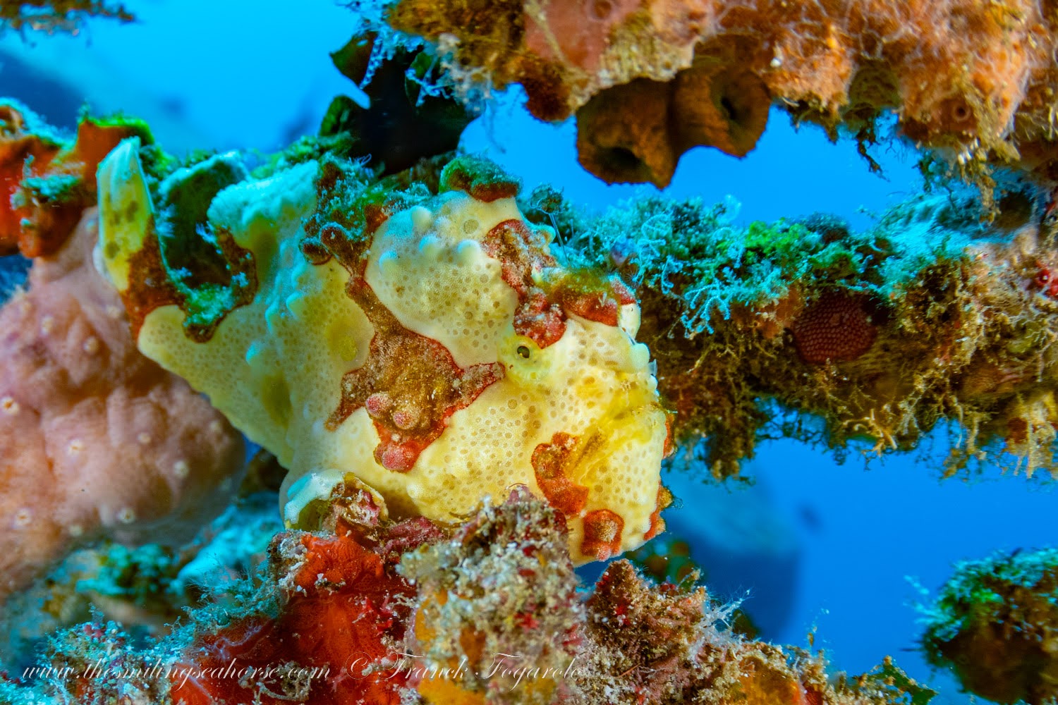 Yellow warty frogfish (Antennarius maculatus) North Andaman Sea Thailand