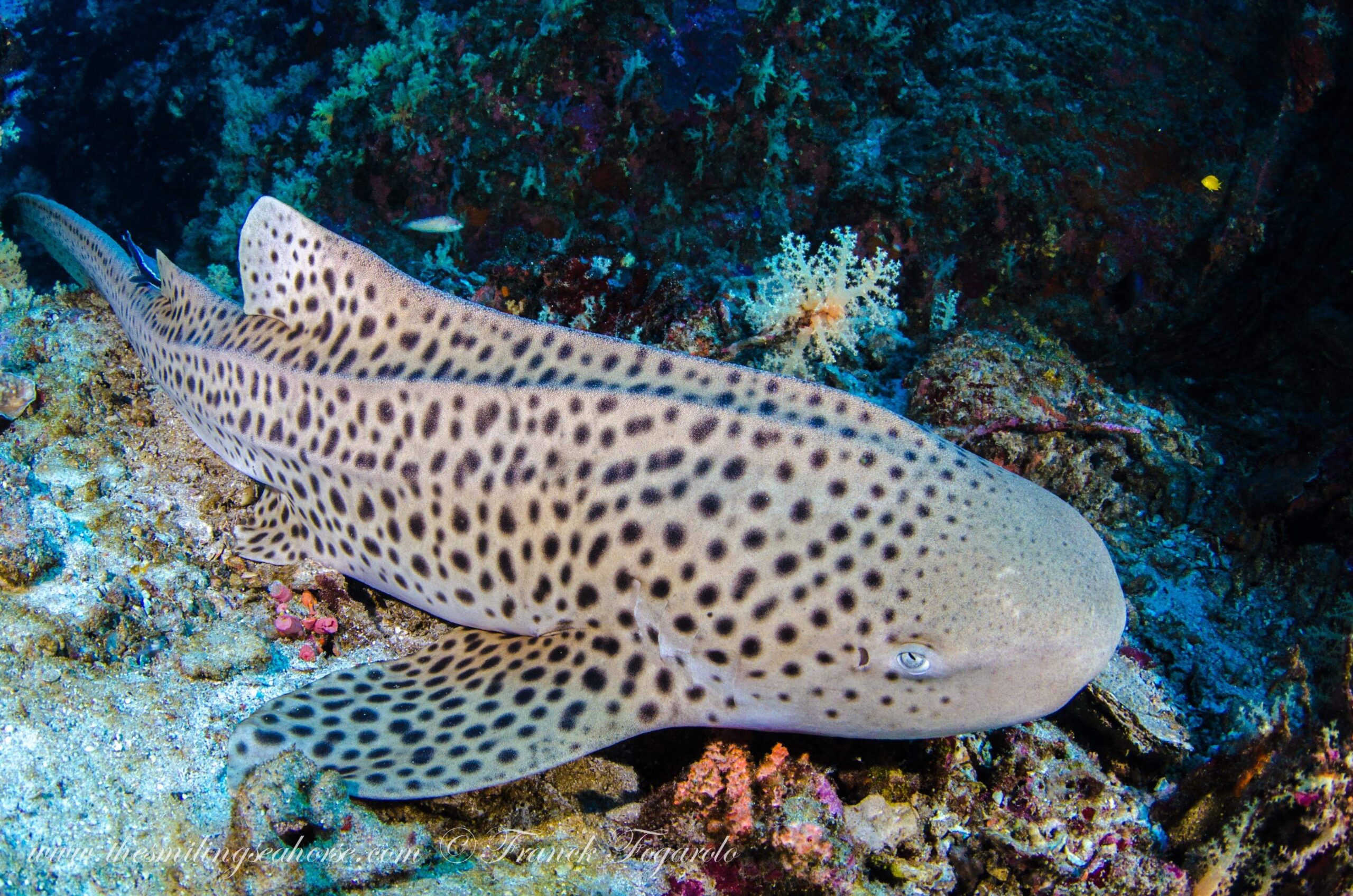 Zebra shark Similan Islands