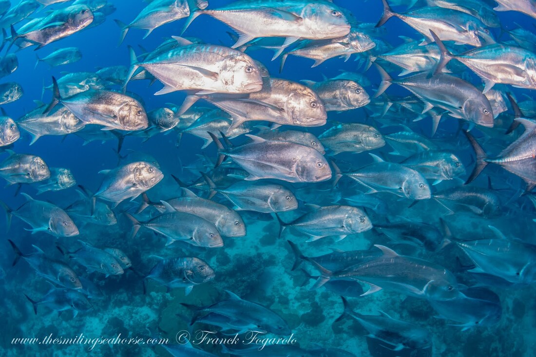Trevallies, King Cruiser Wreck