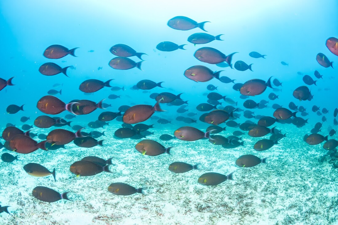 A cute band of surgeon fish