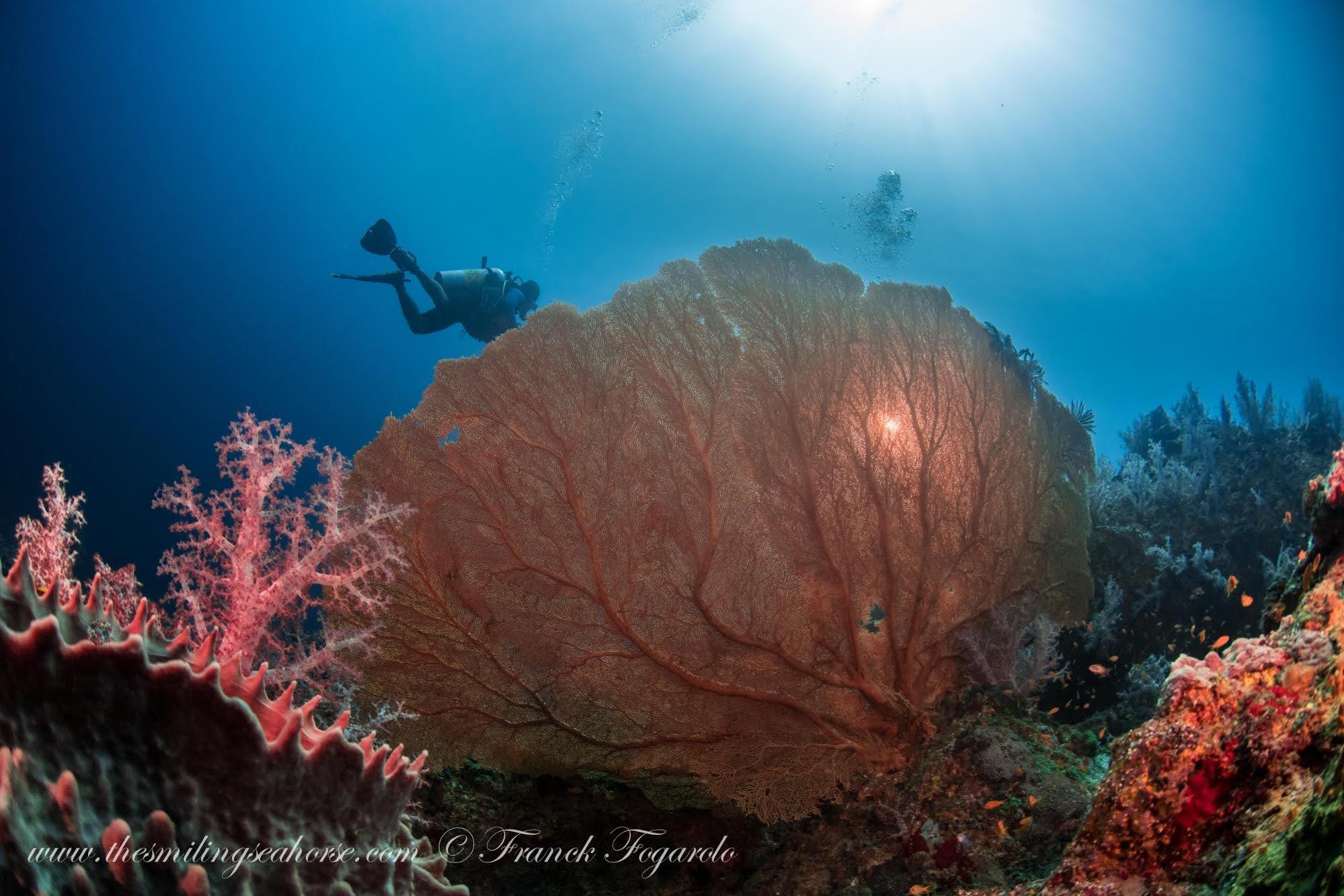 The beauty of Seafan Forest in the Mergui Archipelago