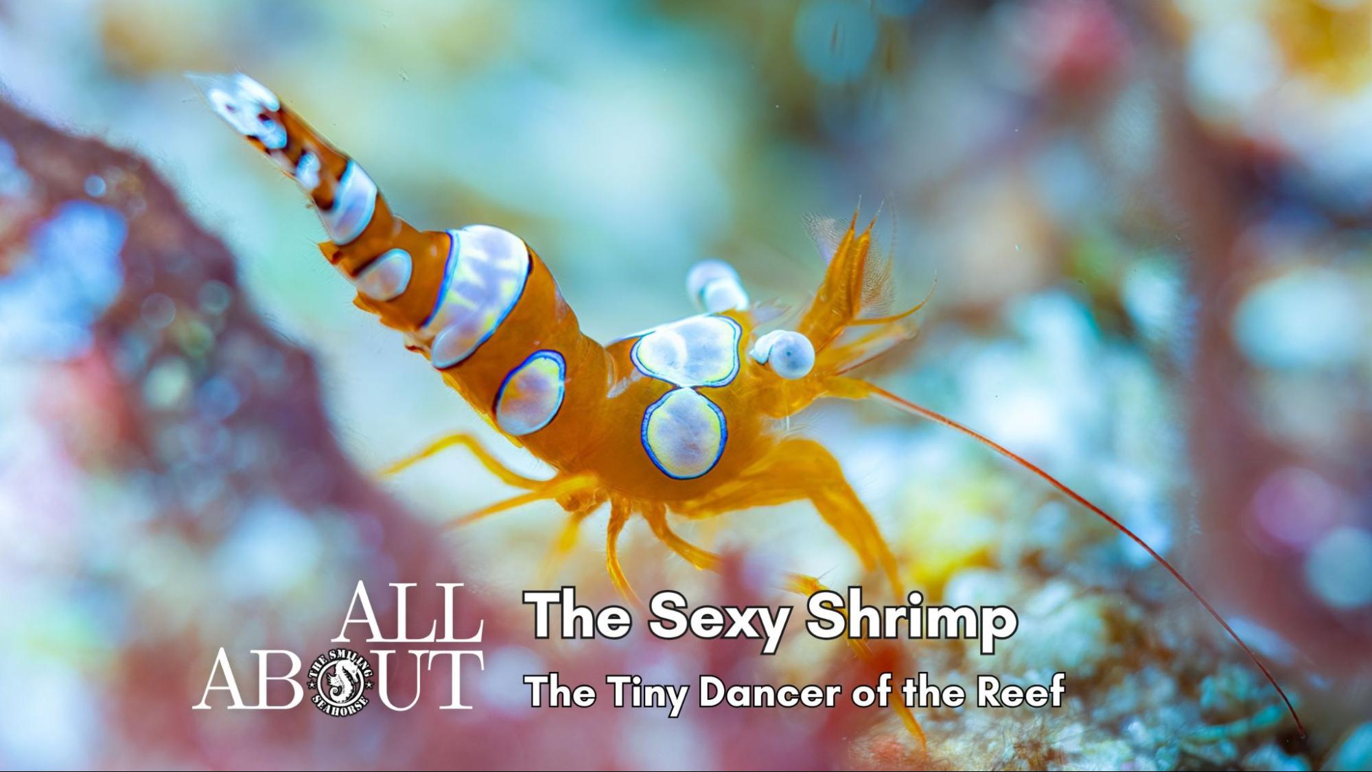 All About the Sexy Shrimp: The Tiny Dancer of the Reef