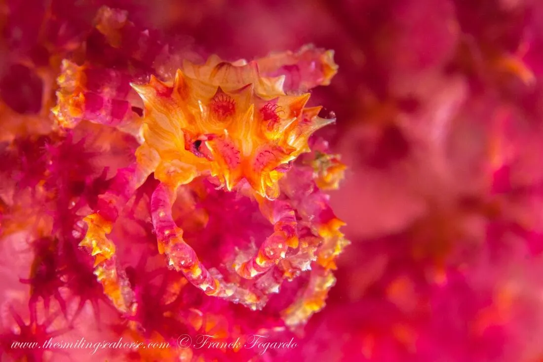 Colorful candy crab Myanmar liveaboard