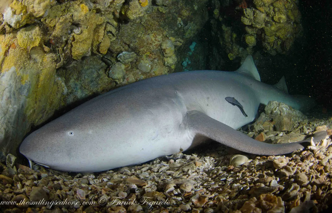 Nurse shark resting on the seabed in Myanmar liveaboard