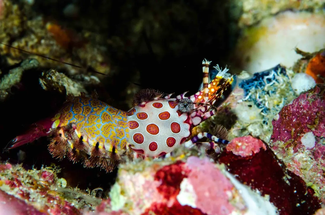 Rare sighting of a saron tapestry shrimp Myanmar liveaboard