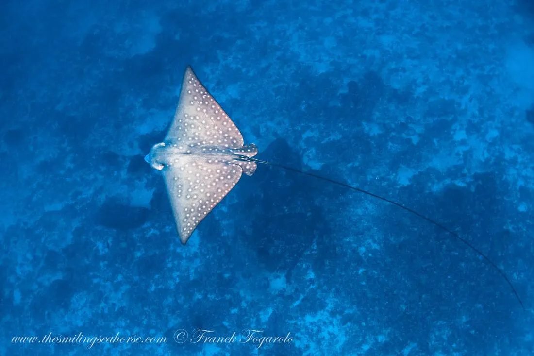 Beautiful eagle rey gliding in the Mergui Archipelago